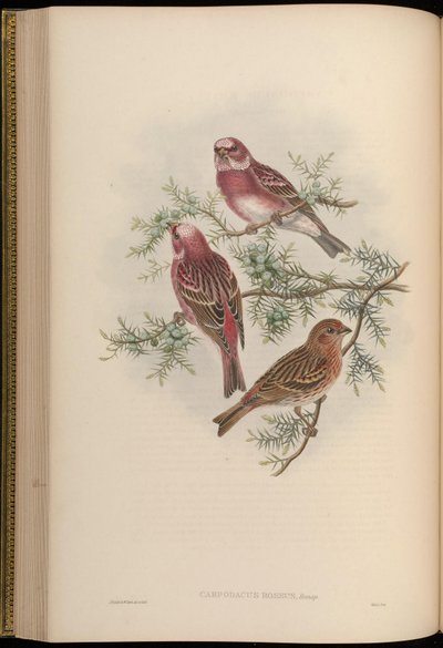 Carpodacus roseus by John Gould